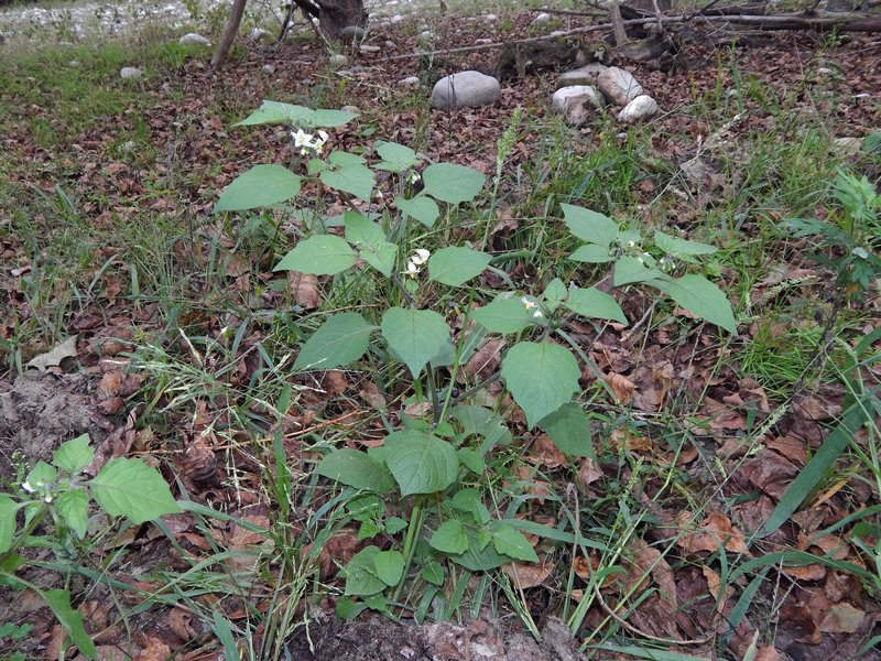 Solanum nigrum